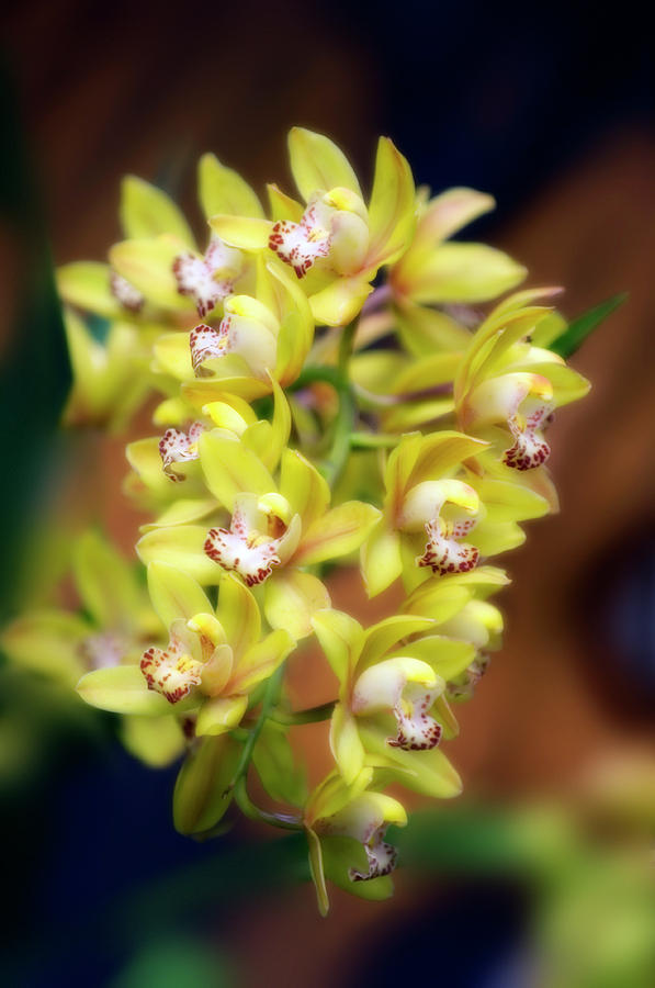 Orchid Photograph - Orchid (cymbidium Hybrid) by Maria Mosolova/science Photo Library