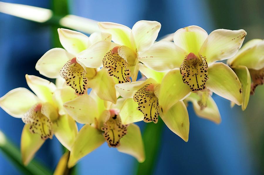 Spring Photograph - Orchid (cymbidium) by Maria Mosolova/science Photo Library