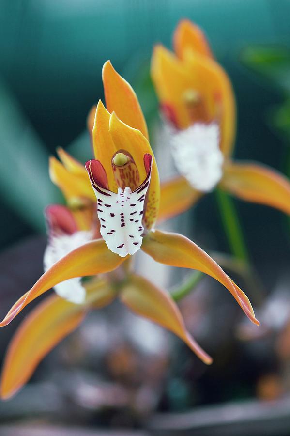 Flower Photograph - Orchid (cymbidium Tigrinum) by Sam K Tran/science Photo Library