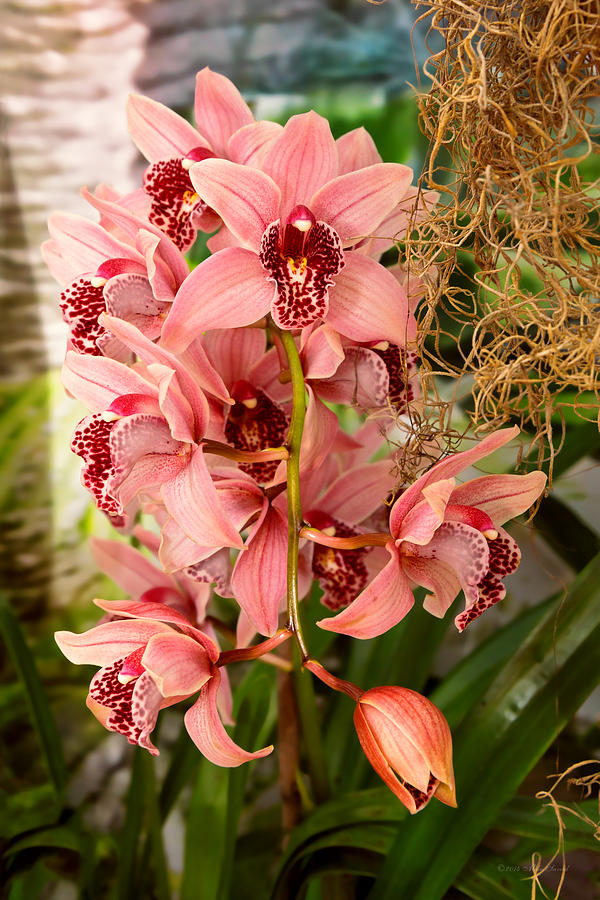 Orchid - Cymbidium - Vivien hainsworth x trinket Photograph by Mike Savad