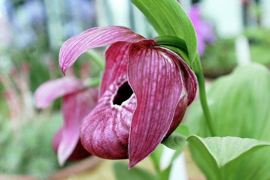 Orchid (cypripedium Tibeticum) Photograph by Mike Comb/science Photo Library