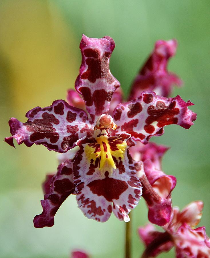 Orchid Photograph by David Earl Johnson