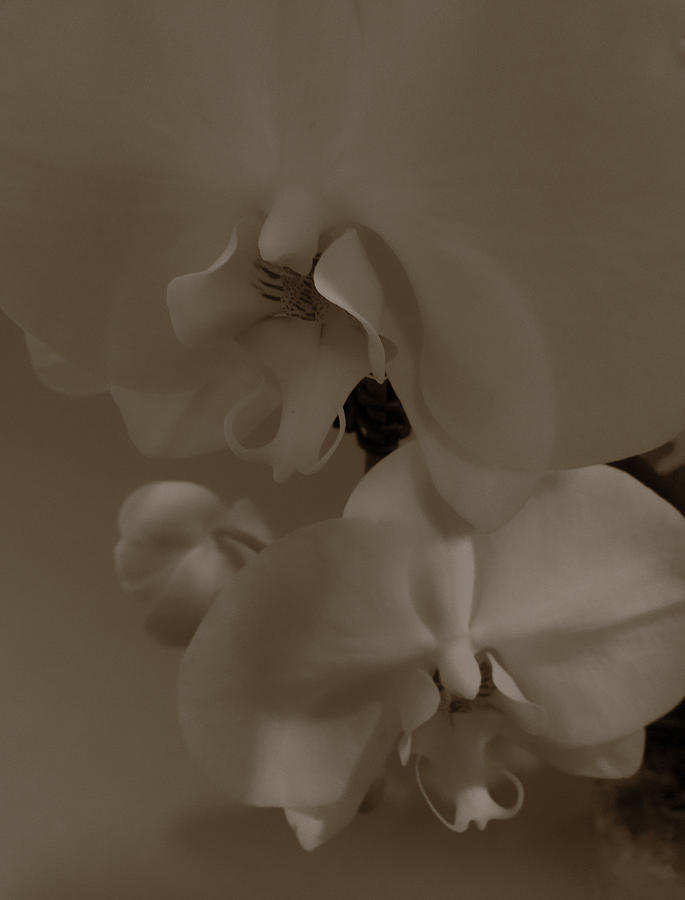 Orchid Photograph by Stoney Stone