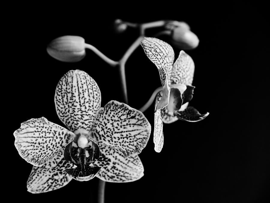 Orchid Photograph - Orchid by Davorin Mance