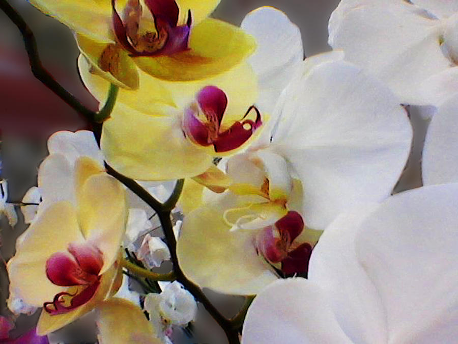 Orchid de CelFone Photograph by Ginny Schmidt