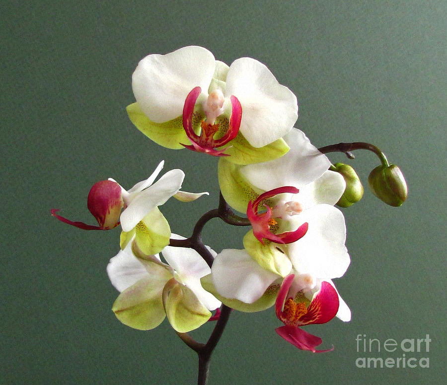 Orchid Photograph by Deborah Johnson