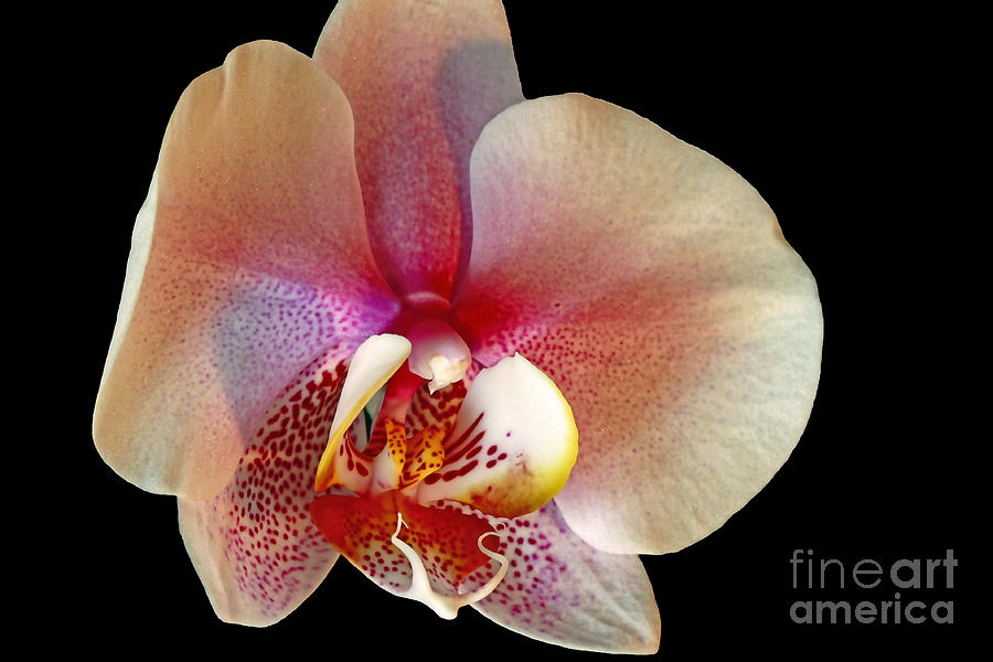 Orchid Photograph - Orchid Delight by Inspired Nature Photography Fine Art Photography