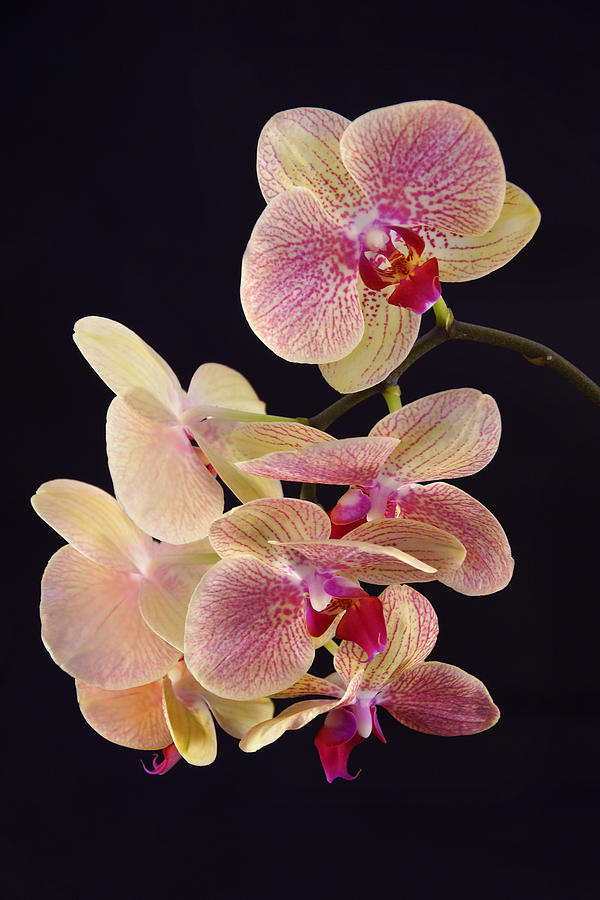 Orchid Delight Photograph by Leda Robertson