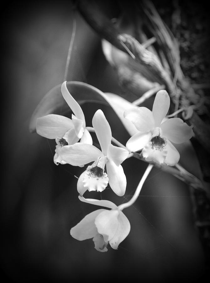 Orchid Delight Photograph by Lori Seaman