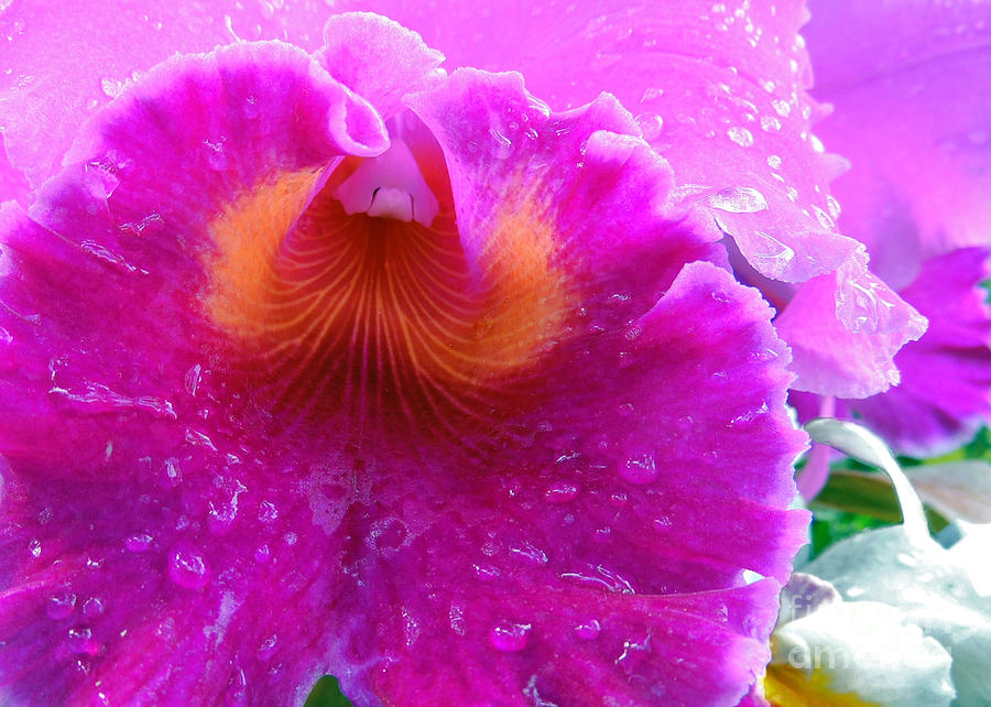 Orchid Delight Photograph by Lydia Holly