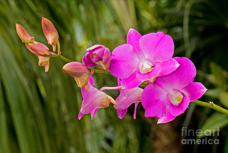 Orchid Dendrobium Photograph by Millard H. Sharp