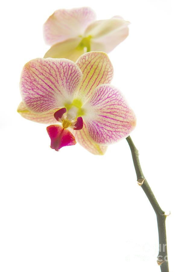 Orchid Photograph by Diane Diederich