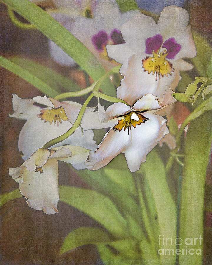 Orchid Photograph - Orchid display by TN Fairey