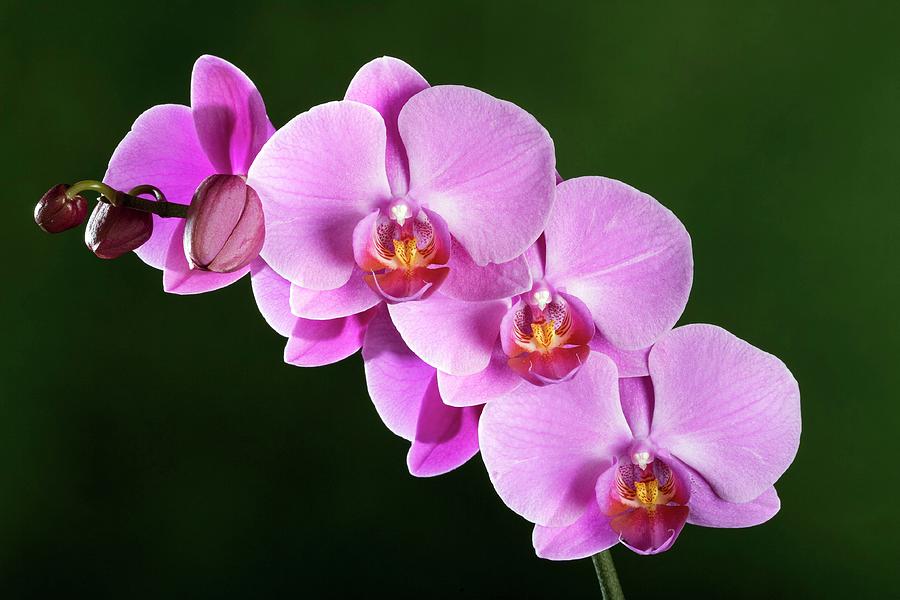 Orchid (doritaenopsis Sp.) Photograph by Pascal Goetgheluck/science ...