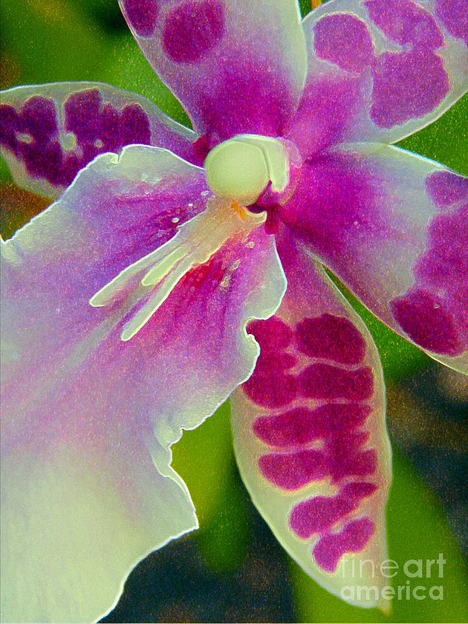 Orchid Digital Art by Dorlea Ho
