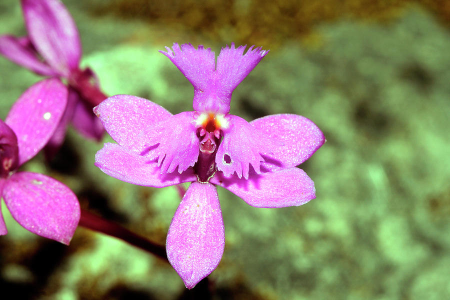 Orchid Photograph - Orchid by Dr Morley Read/science Photo Library