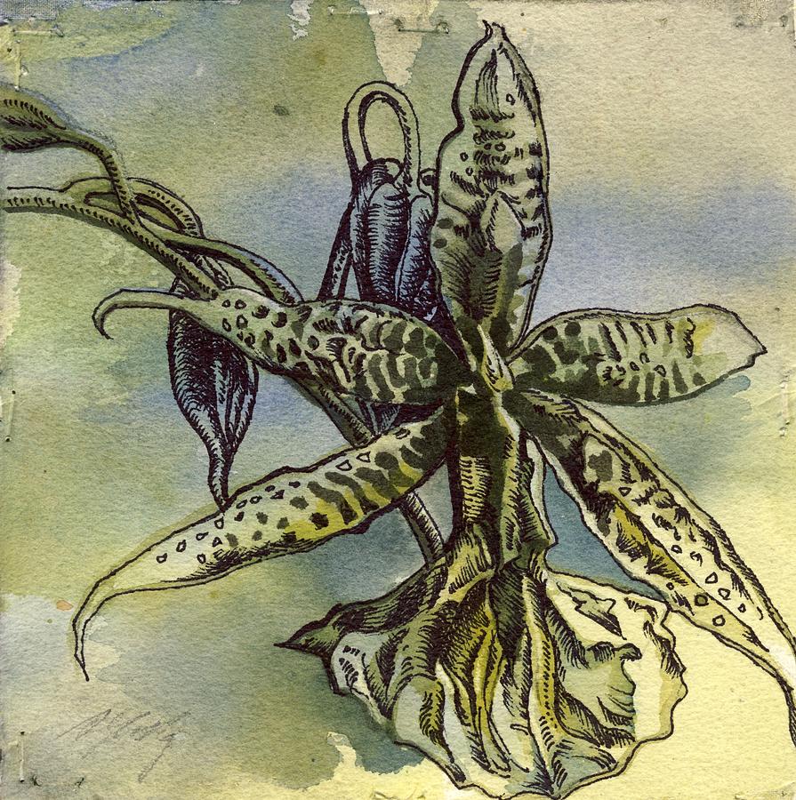 Orchid Drawing Painting by Alfred Ng