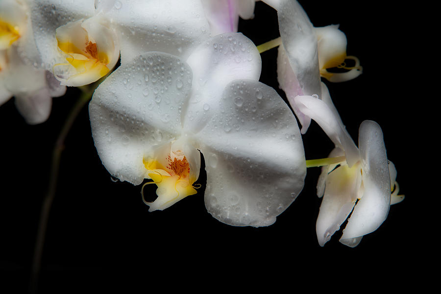 Orchid Photograph - Orchid Dream by David Kittrell