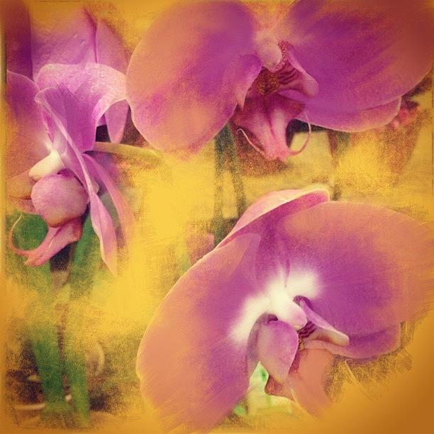 Flower Photograph - Orchid Dream by J Lopez