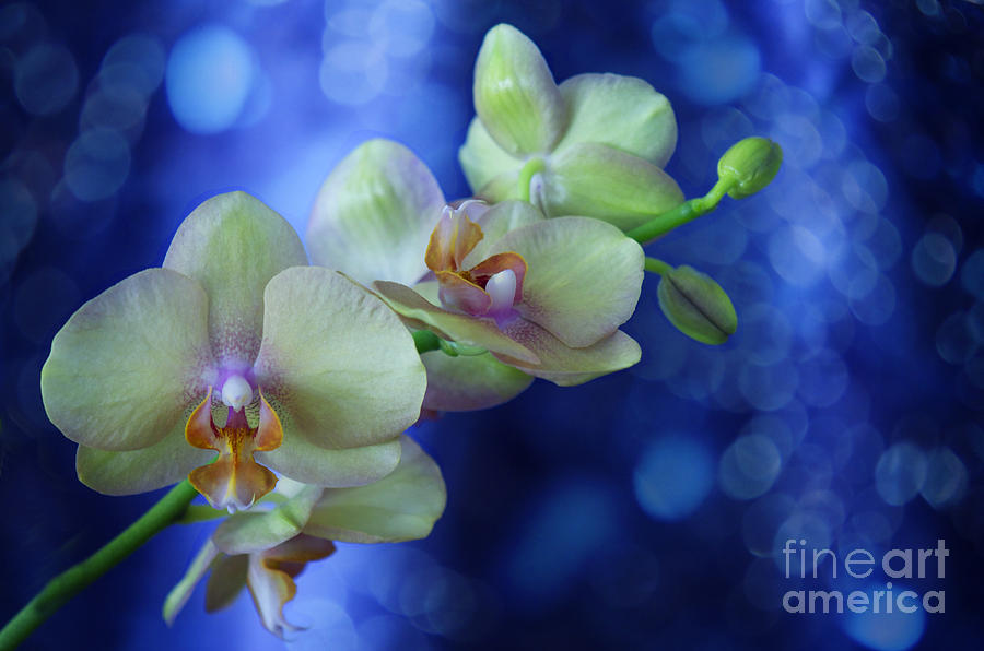Flowers Still Life Photograph - Orchid Dream by Nicole Markmann Nelson