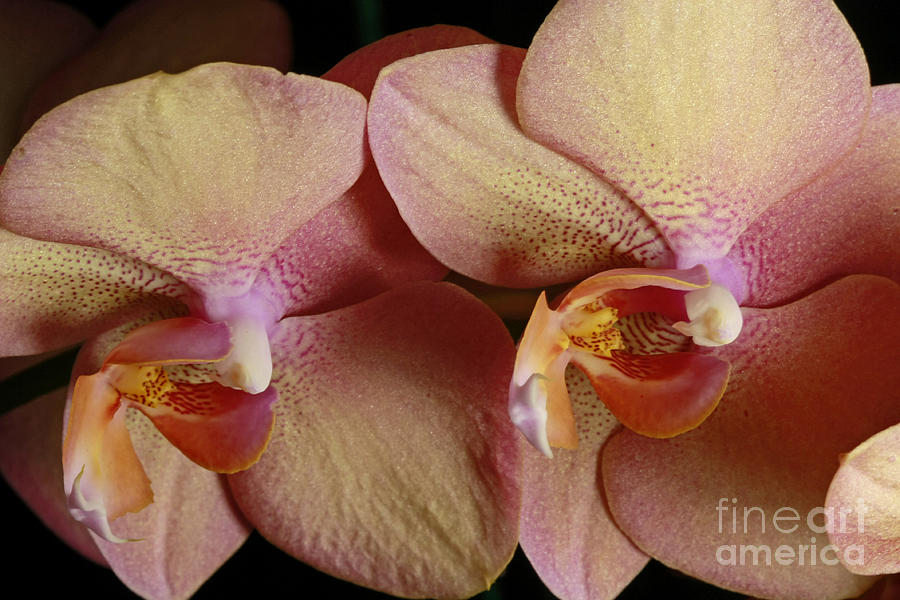 Orchid Photograph - Orchid Dreams by Inspired Nature Photography Fine Art Photography