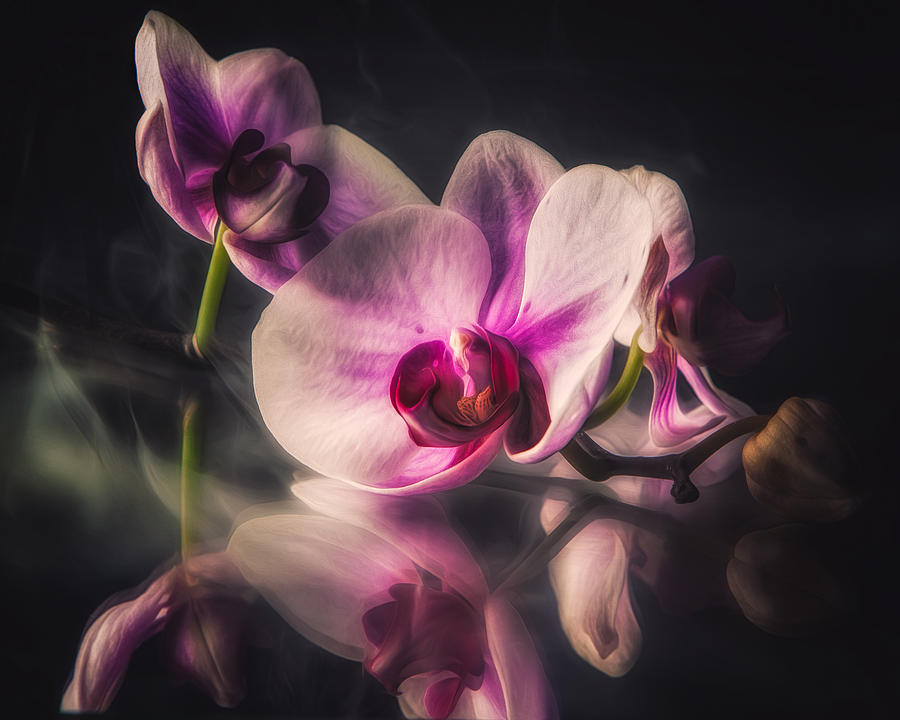 Orchid Dreams Photograph by Joshua Minso