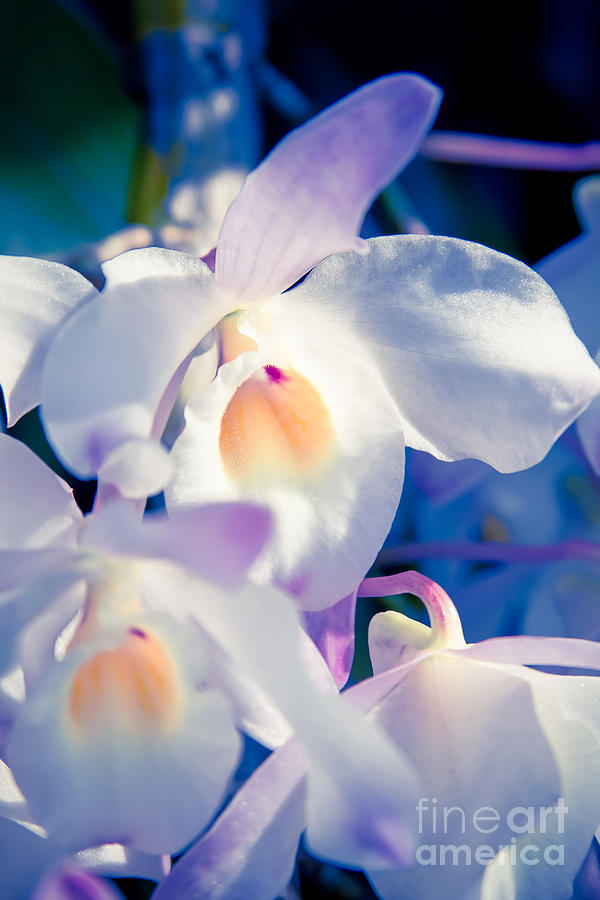 Orchid Dreams Photograph by Sharon Mau