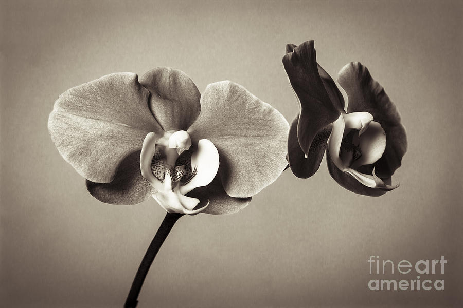 Orchid Photograph - Orchid Duality by Hitendra SINKAR