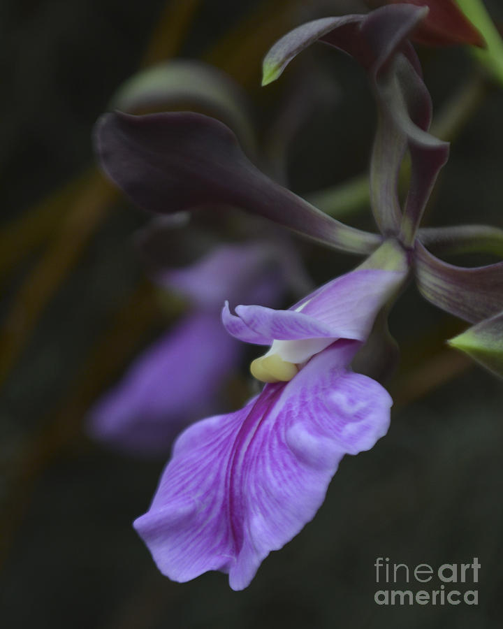 Orchid Echo Photograph by Forest Floor Photography