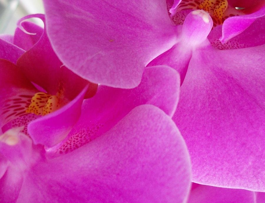 Orchid Photograph - Orchid Ecstacy by Sharon Ackley