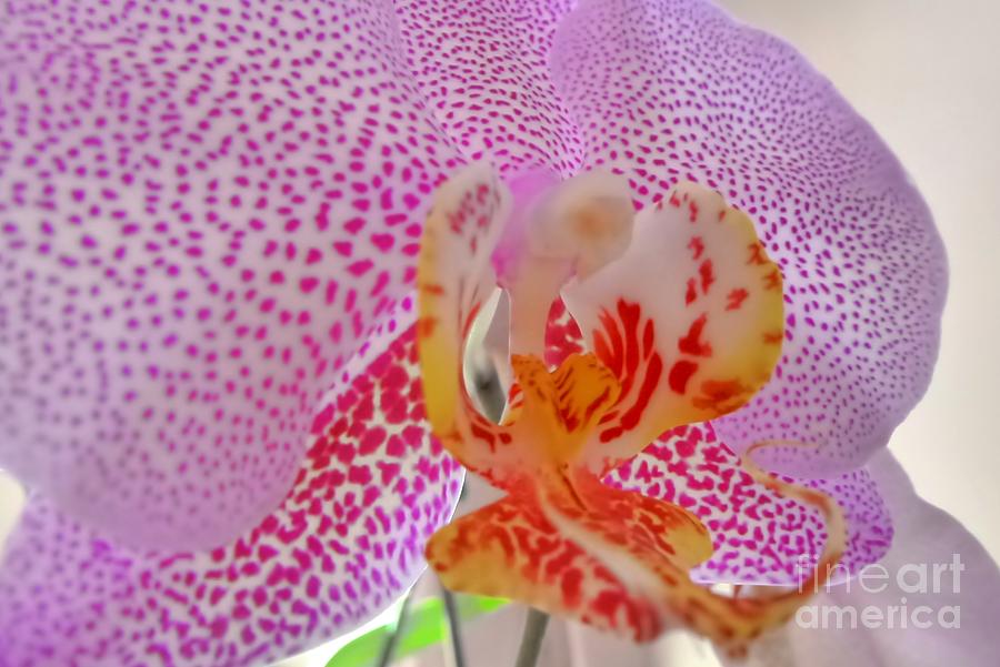 Orchid Photograph - Orchid ECU by Barbie Corbett-Newmin