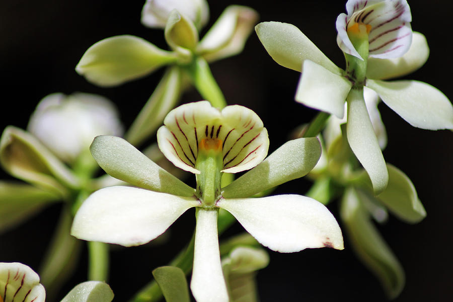 Orchid Encyclia fragrans Photograph by Tony Murtagh