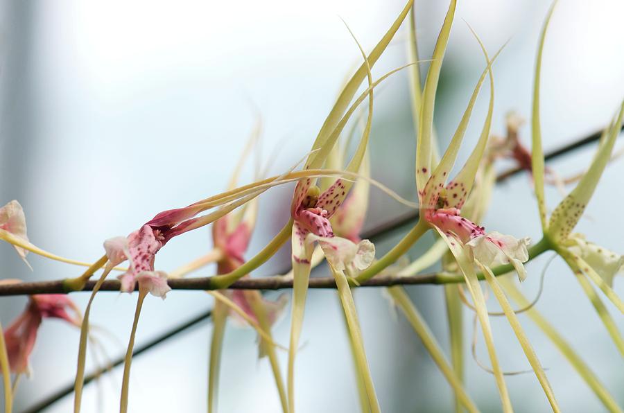 Orchid (epidendrum Alatum) Photograph by Sam K Tran/science Photo Library