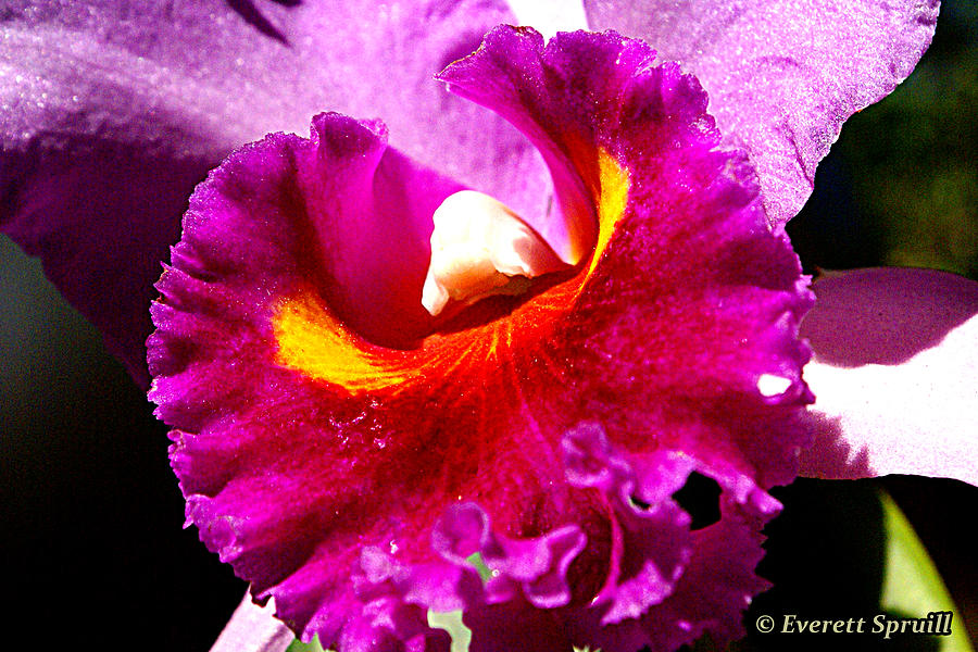 John Coltrane Photograph - Orchid by Everett Spruill