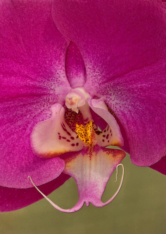 Orchid Face Photograph by Floyd Hopper