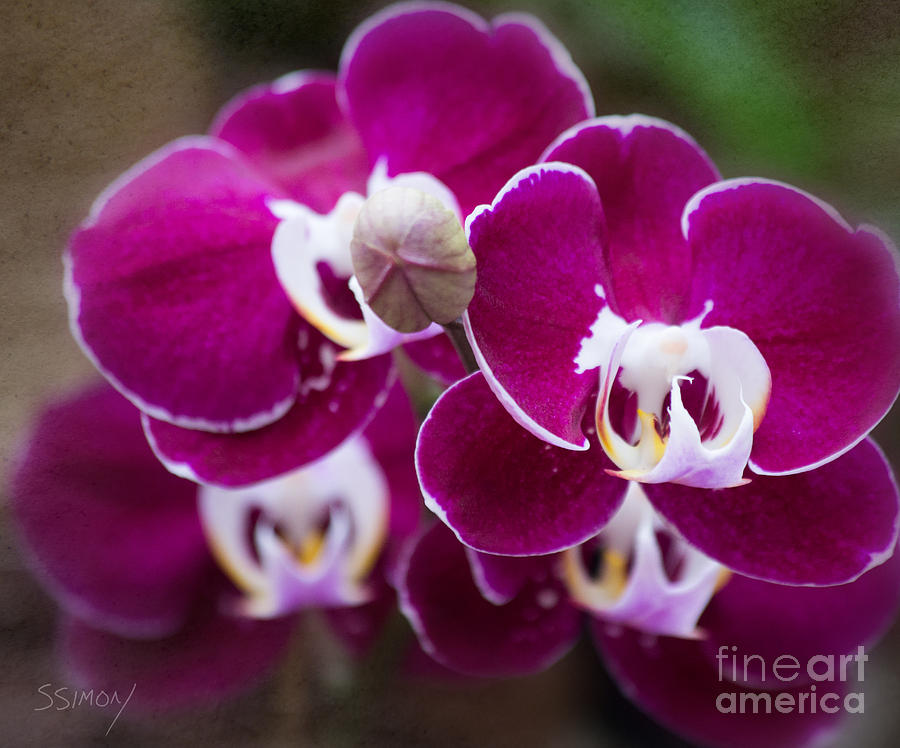 Orchid Faces Photograph by Sally Simon