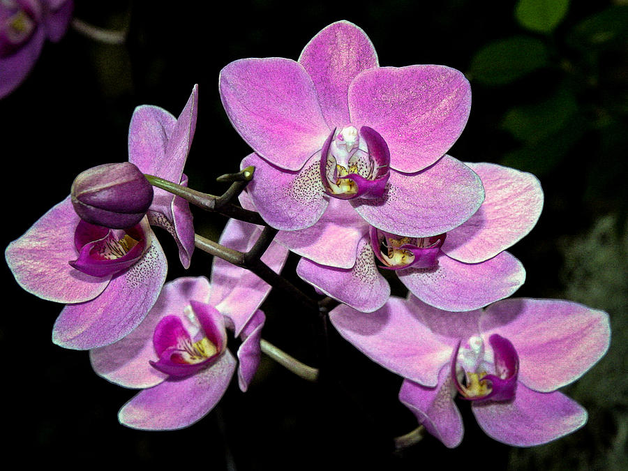 Orchid Family Photograph by David Coblitz