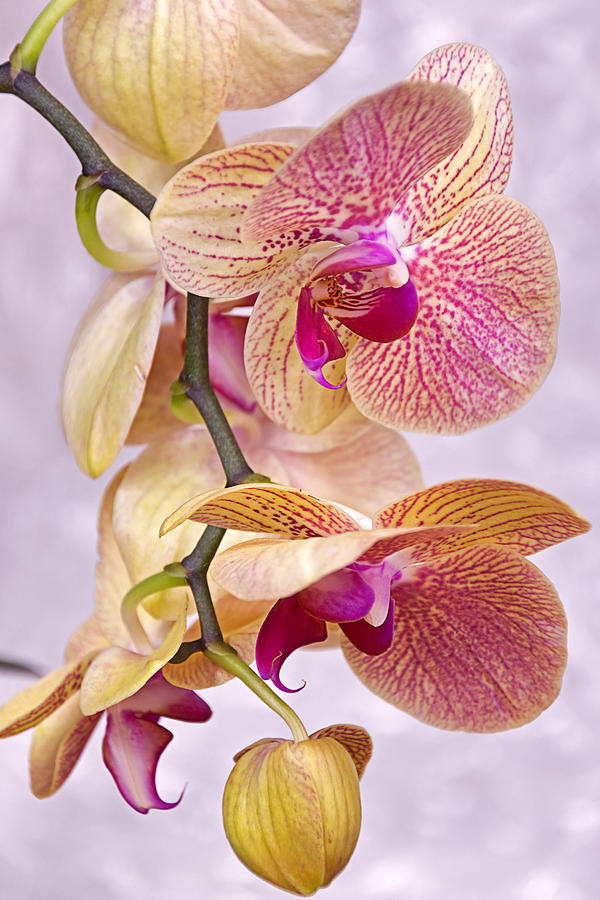 Orchid Fantasy I Photograph by Leda Robertson