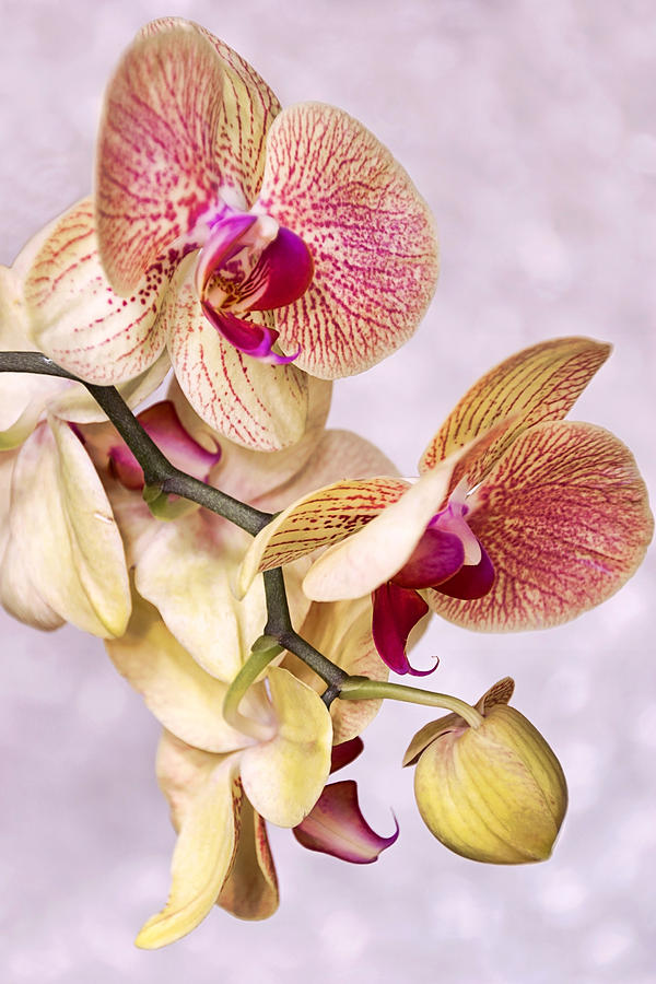 Orchid Fantasy II Photograph by Leda Robertson Orchid Fantasy II Photograph by Leda Robertson