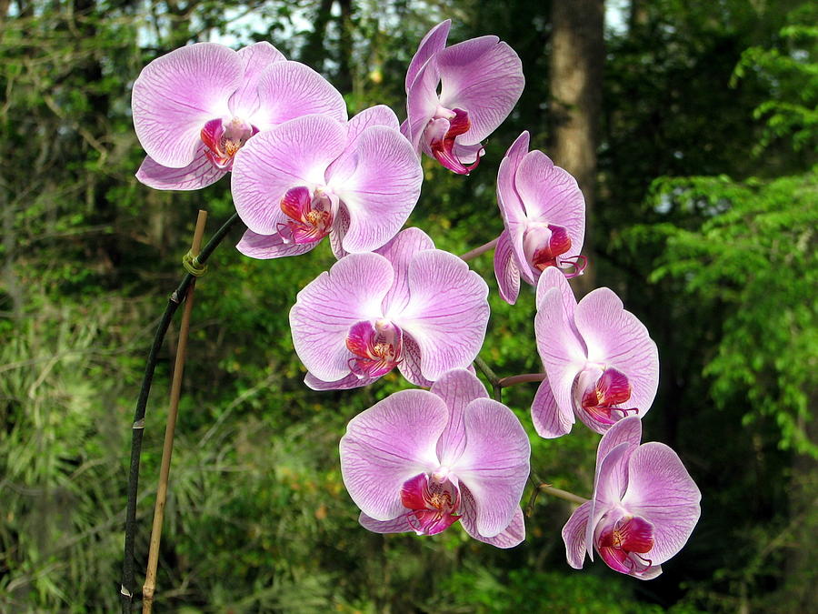 Orchid Photograph by Farol Tomson