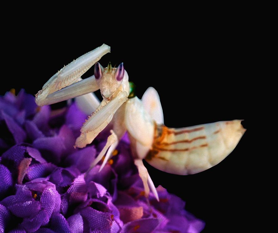 Orchid Photograph - Orchid Female Mantis  hymenopus coronatus  10 of 10 by Leslie Crotty