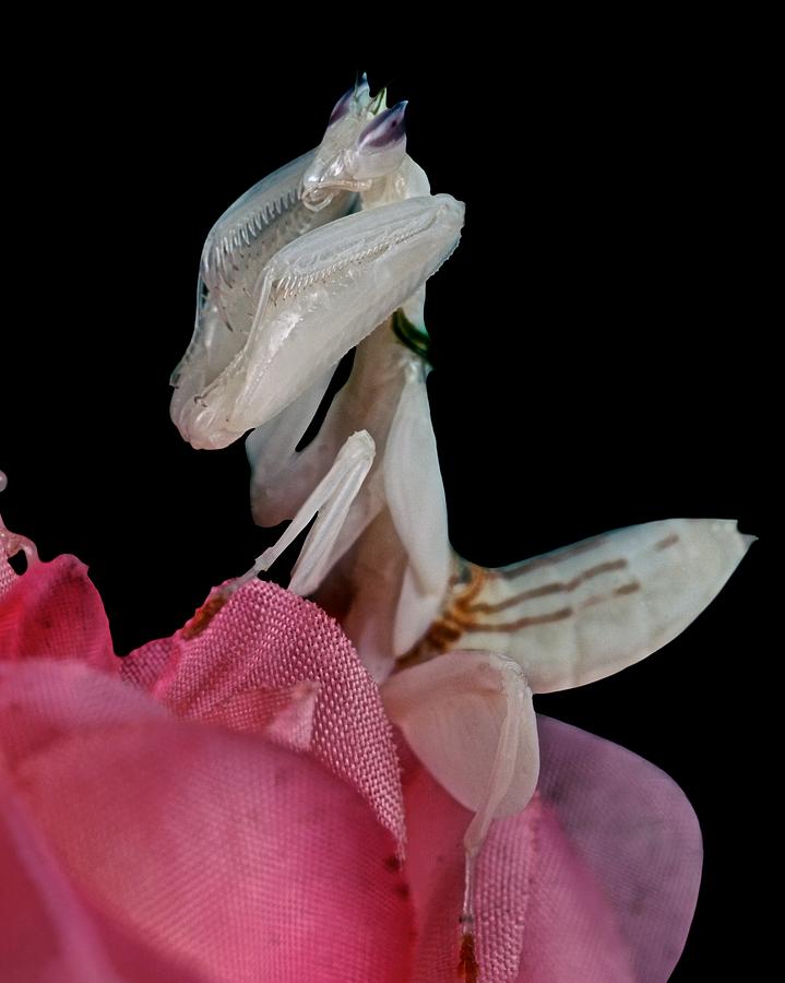 Orchid Female Mantis Hymenopus Coronatus 3 Of 10 Photograph By Leslie ...