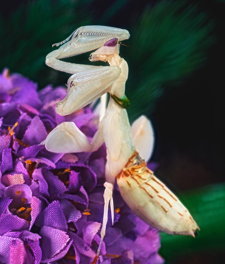 Orchid Photograph - Orchid Female Mantis  hymenopus coronatus  9 of 10 by Leslie Crotty