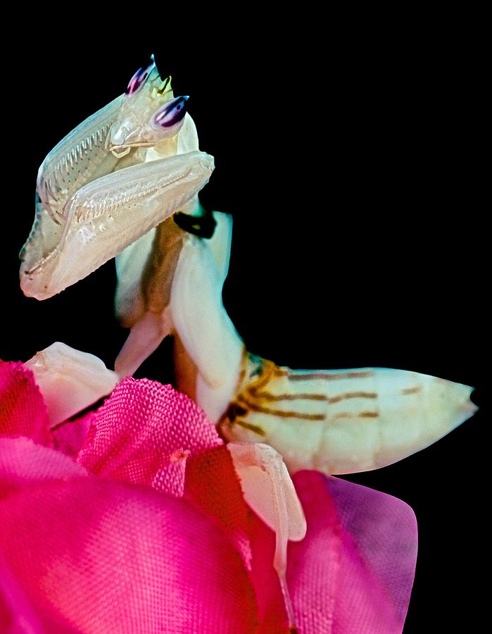 Orchid Photograph - Orchid Female Mantis  hymenopus coronatus  1 of 10 #2 by Leslie Crotty