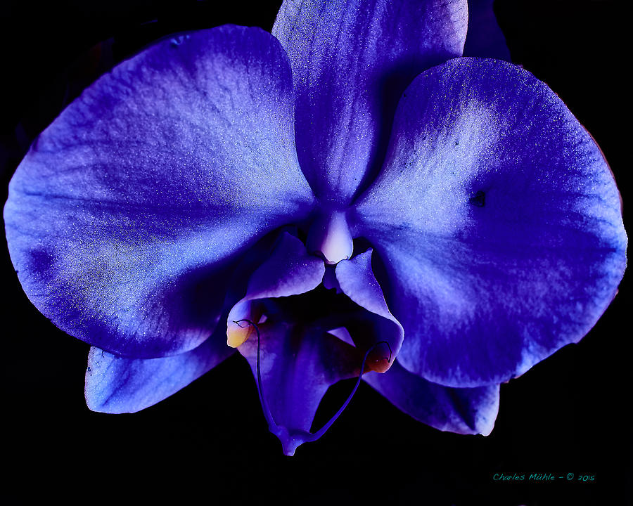 Orchid flower Photograph by Charles Muhle