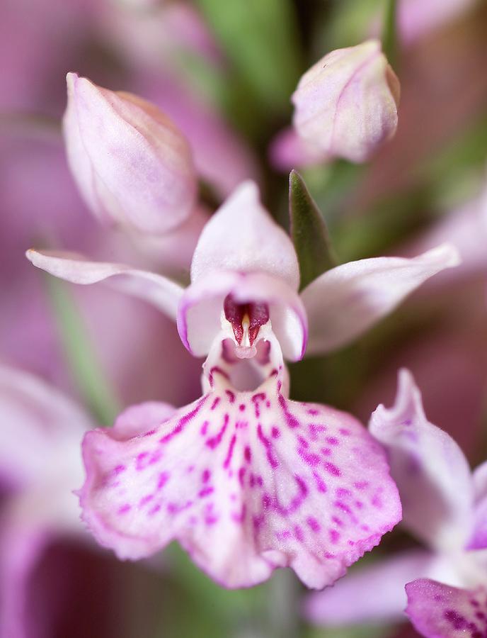 Orchid Flower Dactylorhiza Fuchsii Darwin Photograph by Paul D Stewart ...