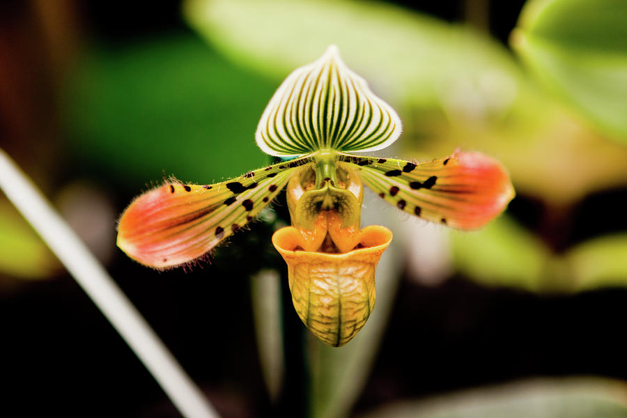 Orchid Flower Photograph by Dan Pfeffer