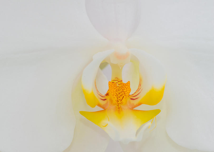 Orchid Flower Detail Photograph by Michael Lustbader