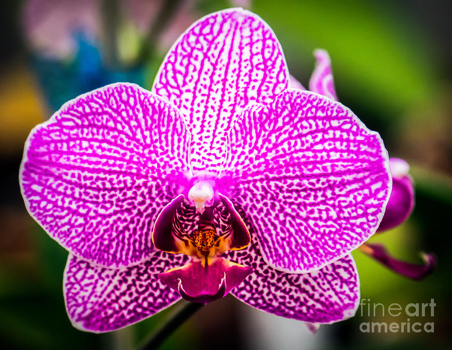 Orchid Flower Photograph by Edward Fielding