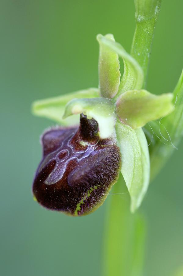 Orchid Flower Photograph by Manuel Presti/science Photo Library - Fine ...